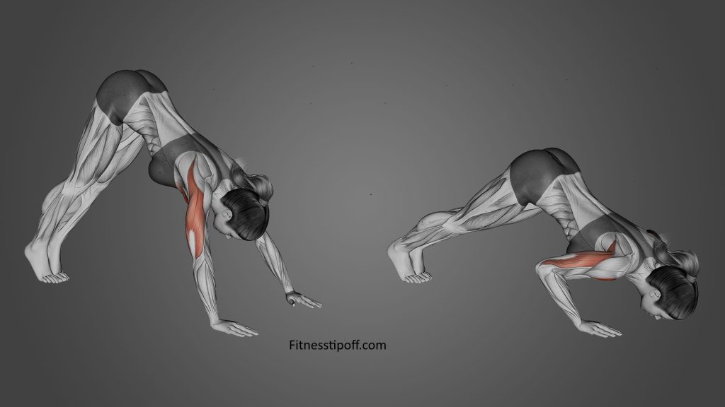 Plank to Push-Up