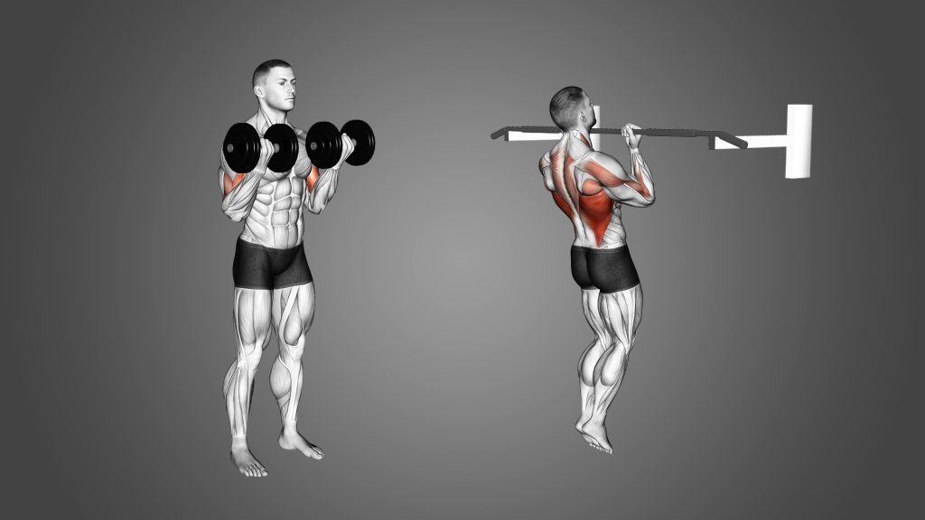 Chin-Up Bar Bicep Curl